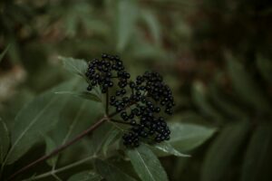 Czarny bez