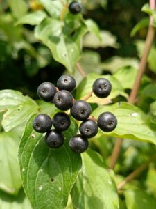 Aronia